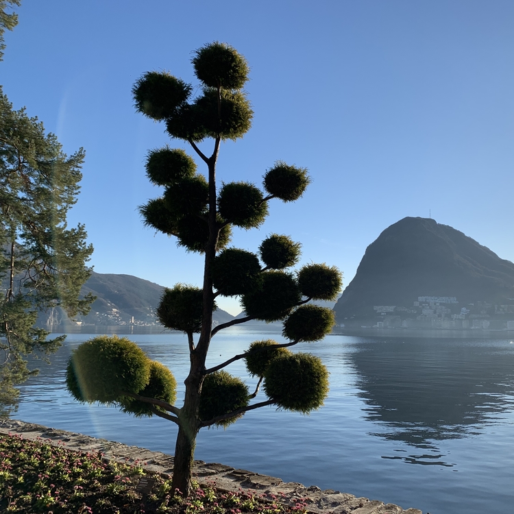 Picture of Lugano - Tree in Park Ciani